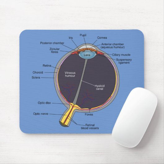 Ooganatomie Muismat (Met muis)