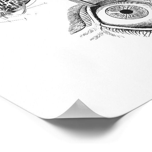 Ooganatomie-Poster Poster (Hoek)