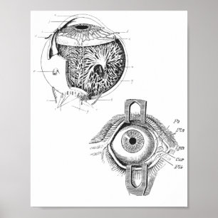 Ooganatomie-Poster Poster