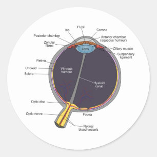 Ooganatomie Stickers