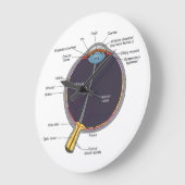 Ooganatomische wandklok (Hoek)