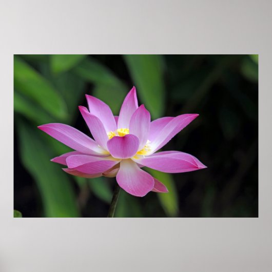 Oogbloem met Lotus Flower Blossom Poster (Voorkant)