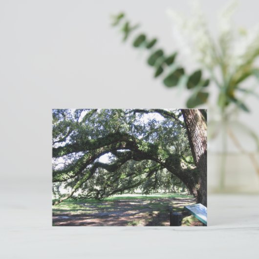 Oogbomen Briefkaart (Staand voorkant)