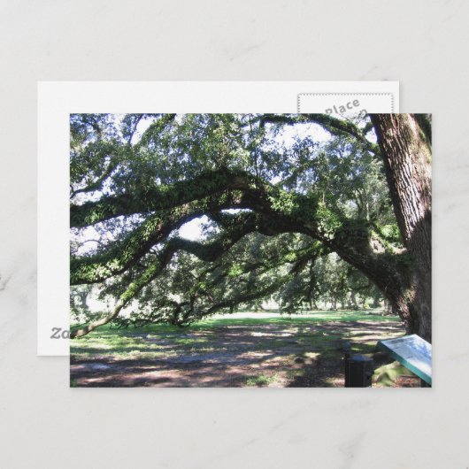 Oogbomen Briefkaart (Voorkant / Achterkant)