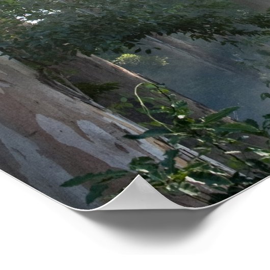 Oogbomen (Eucalyptus) in het regenwoud Tokai Poster (Hoek)