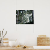 Oogbomen (Eucalyptus) in het regenwoud Tokai Poster (Keuken)