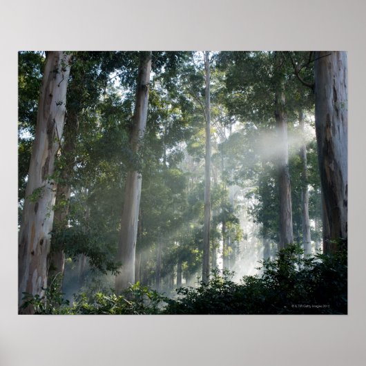 Oogbomen (Eucalyptus) in het regenwoud Tokai Poster (Voorkant)