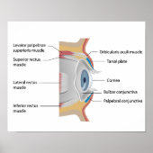 Oogconjunctiva anatomie Poster (Voorkant)