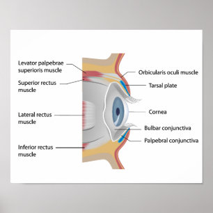 Oogconjunctiva anatomie Poster
