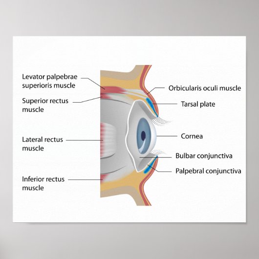 Oogconjunctiva anatomie Poster (Voorkant)
