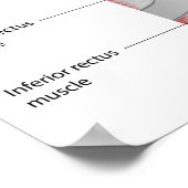 Oogconjunctiva anatomie Poster (Hoek)