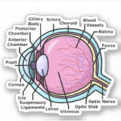 Oogdiagram Sticker (Voorkant)