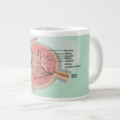 Oogdiagram voor de nationale oogmaand grote koffiekop (Voorkant rechts)