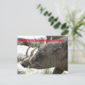 Oogdieren, Babirusa Briefkaart (Staand voorkant)