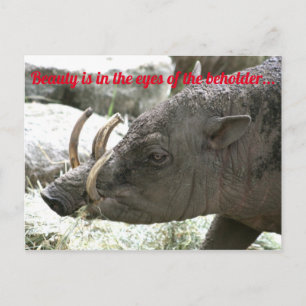 Oogdieren, Babirusa Briefkaart