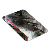 Oogdieren, Babirusa Magneet (Rechterzijde)