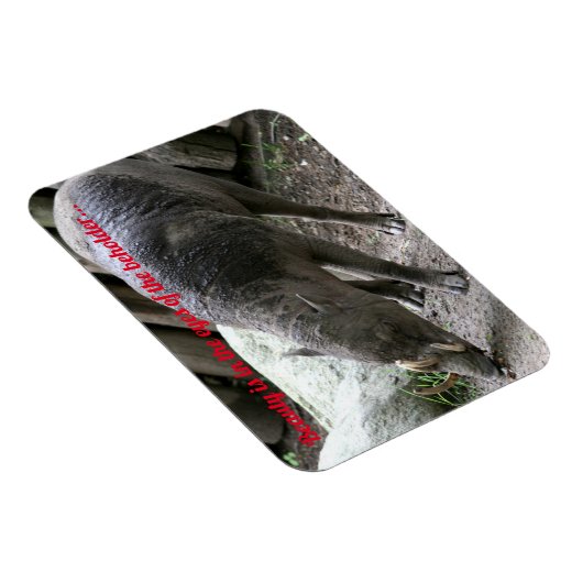 Oogdieren, Babirusa Magneet (Rechterzijde)