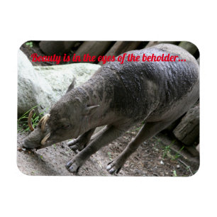 Oogdieren, Babirusa Magneet