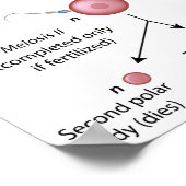 Oogenese Poster (Hoek)