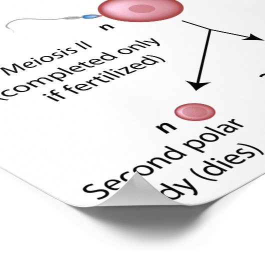 Oogenese Poster (Hoek)