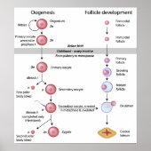 Oogenese Poster (Voorkant)