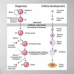 Oogenese Poster