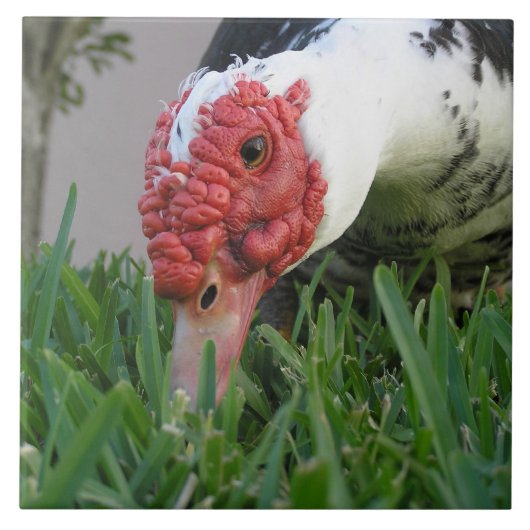 Oogfoto van Duck Close-up Tegeltje (Voorkant)