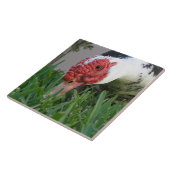 Oogfoto van Duck Close-up Tegeltje (Zijkant)