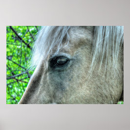 Oogfoto's van paardenpest White Ranch Mare 2 Poster