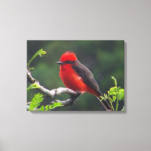 Oogje naar oogverrekte canvas afdrukken (Voorkant)