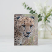 Oogoog op het oog - Cheetah Briefkaart (Staand voorkant)