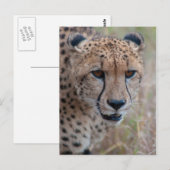 Oogoog op het oog - Cheetah Briefkaart (Voorkant / Achterkant)