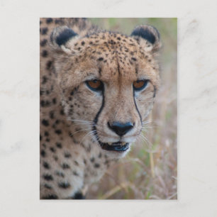 Oogoog op het oog - Cheetah Briefkaart
