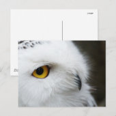 Oogoog van de Owl Briefkaart (Voorkant / Achterkant)