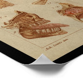 Oogoog Versnelling  anatomische afdrukken Poster (Hoek)