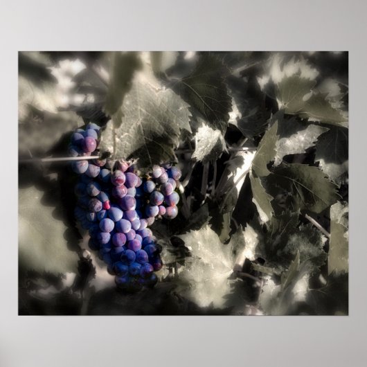 Oogst bij Tefft Cellars' hoofdwijngaard Poster (Voorkant)