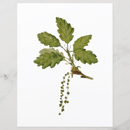 Oogst Fruits op papier (Achterkant)