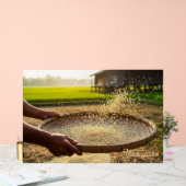 Oogst Graan, Rijstveld Acryl Bord (Huwelijk)