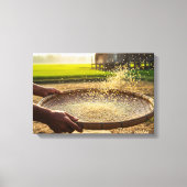 Oogst Graan, Rijstveld Canvas Afdruk (Voorkant)