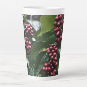 *Oogst in bloei: koffiebonen aan de boom Latte Mok