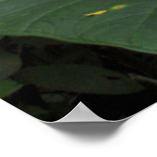 Oogst in het regenwoud poster (Hoek)