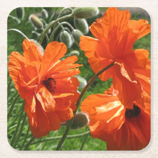 Oogst Moon Oriental Poppy Kartonnen Onderzetters (Voorkant)