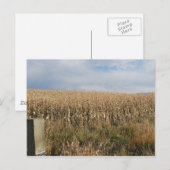 Oogst van maïs in de herfst briefkaart (Voorkant / Achterkant)