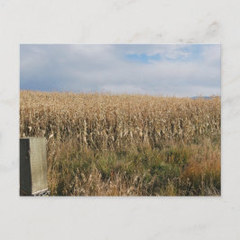 Oogst van maïs in de herfst briefkaart
