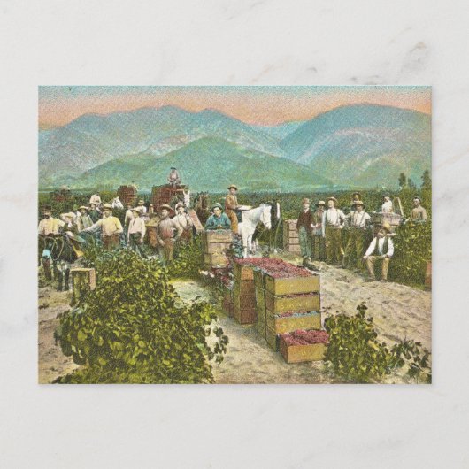Oogst van oude druiven briefkaart (Voorkant)