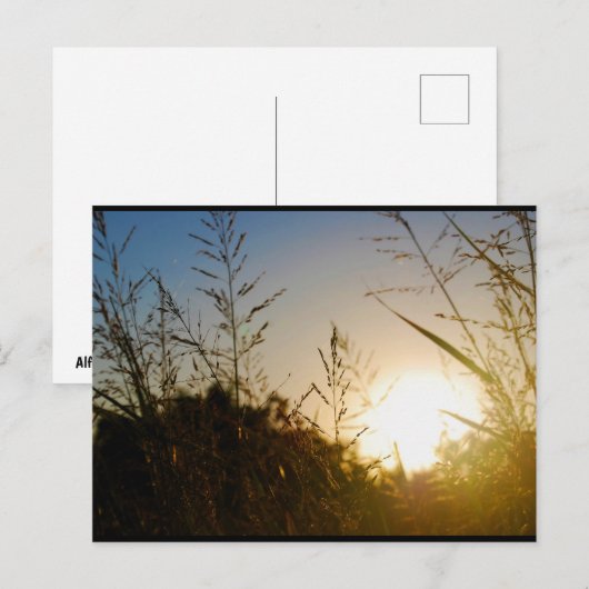 Oogst Zonsopgang Briefkaart (Voorkant / Achterkant)