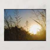 Oogst Zonsopgang Briefkaart (Voorkant)