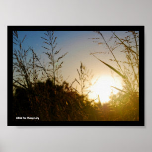 Oogst Zonsopgang Poster