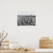 Oogstseizoen, 1906. Oude foto Poster (Keuken)