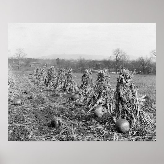 Oogstseizoen, 1906. Oude foto Poster (Voorkant)